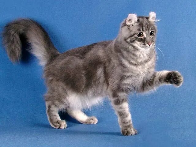 Коротколапые милашки - котики Кинкалоу The World Of Animals Дзен