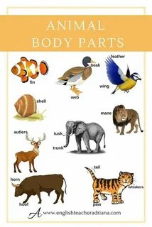 Animal body parts
