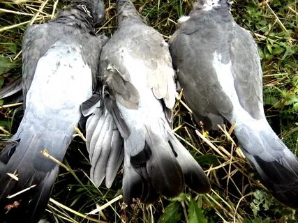 Дикий голубь ворковал на вершине высокой сосны