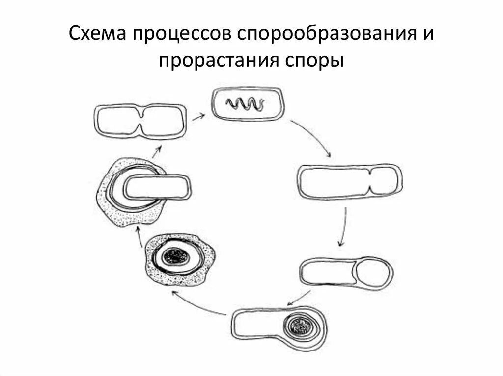 Схема процесса бесполое размножение спорообразование. Процесс спорообразования стадии. Схема процесса спорообразования. Спорообразование у бактерий микробиология. Деление клетки спорообразованием