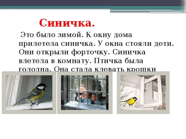 Что означает птица в доме. Синица влетела в окно. Синичка на окне. Птичка прилетела к окну приметы. Синички прилетели.