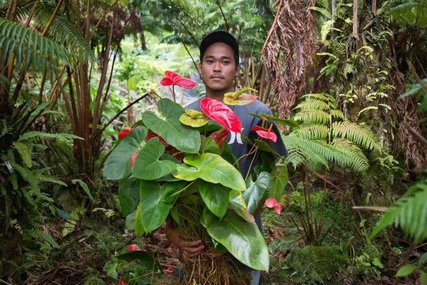 Datei:Anthurium formosum (9160529796).jpg - Wikipedia