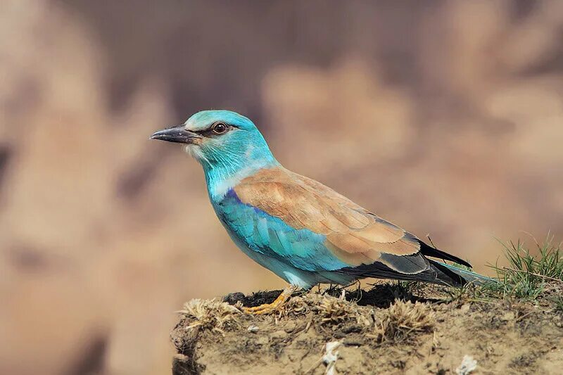 Синяя степная птица. Обыкновенная сизоворонка Coracias garrulus. Птицы Крыма голубая сизоворонка. Мадагаскарская сизоворонка. Птица сизоворонка Волгоградская область.