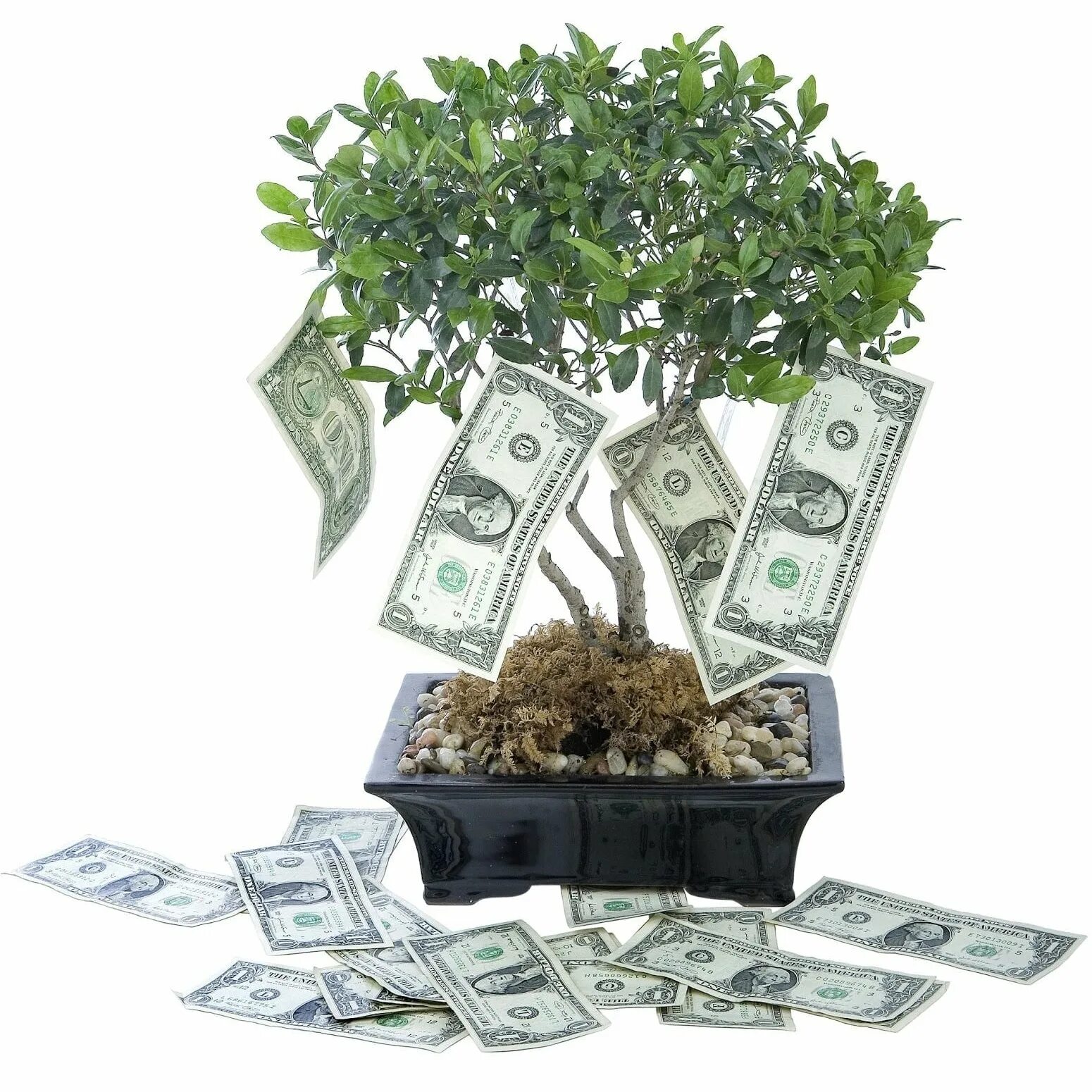Дерево с деньгами. Деревце с деньгами. Денежное дерево с деньгами. Денежное дерево с купюрами. Цвета достатка