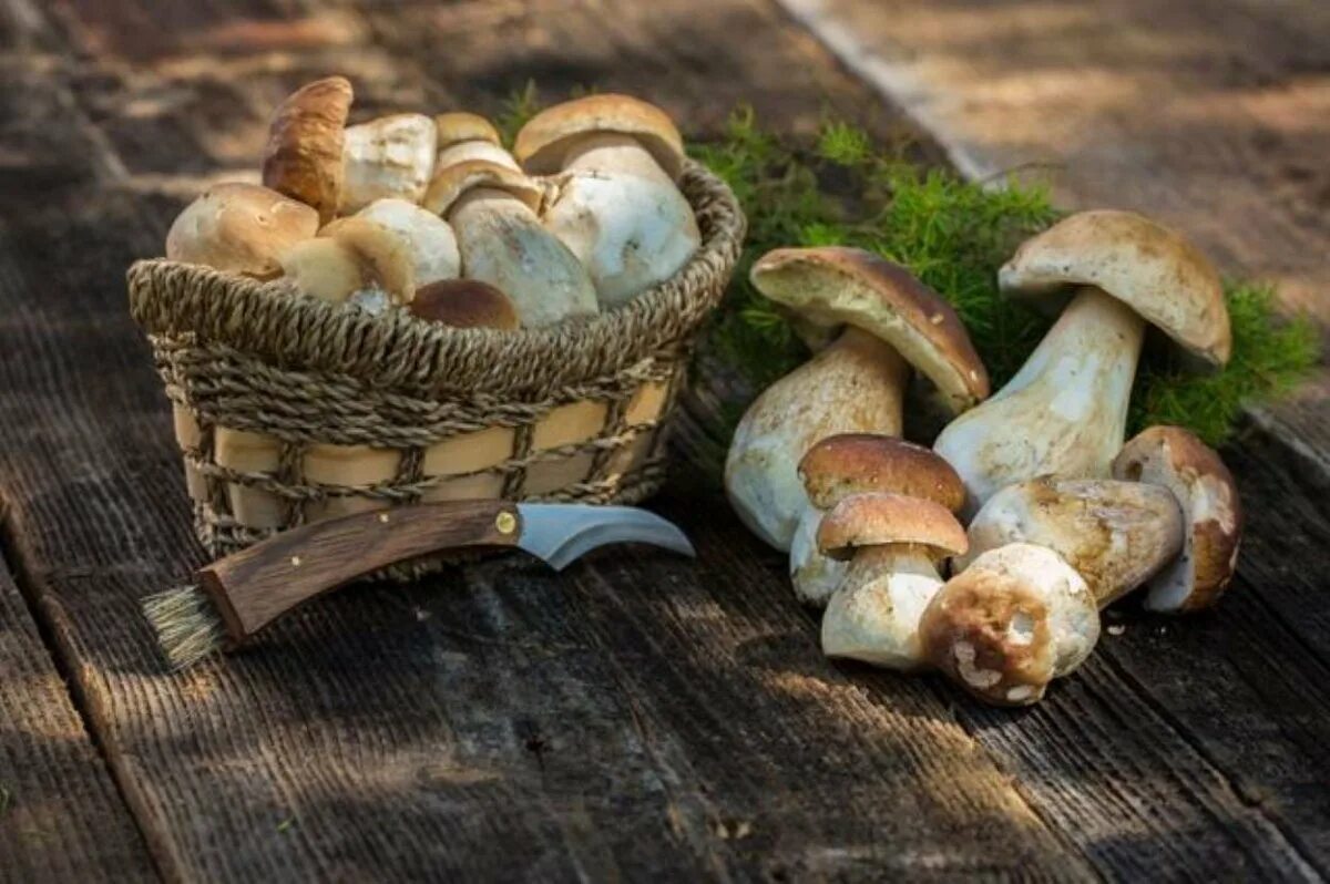 White mushrooms. Белые грибы шампиньоны. Белая поганка гриб. Подосиновик белый. Белый гриб боровик.