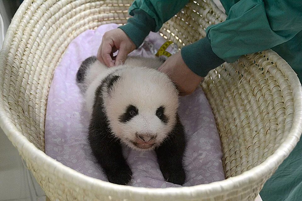 Зоопарк в токио. Чэнду панды. Панда с детенышем фото. Панды с малышом. Зоопарк детеныш панды.