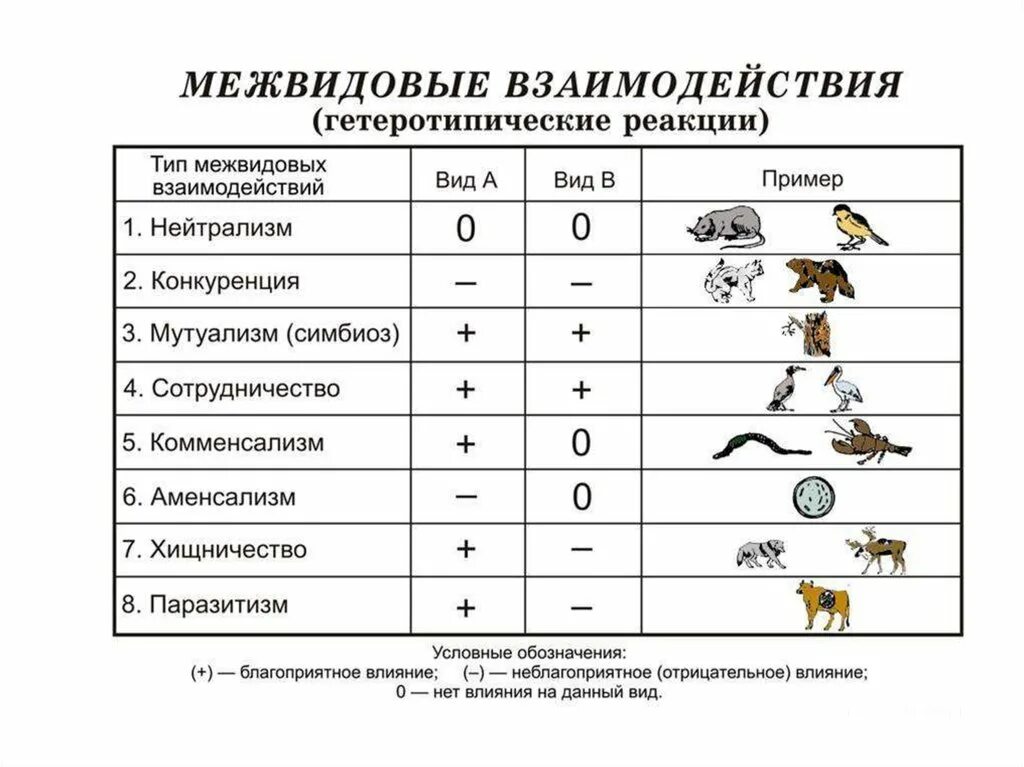 Биотические связи между организмами таблица. Типы межвидовых взаимоотношений схема. Типы биотических взаимоотношений таблица. Таблица биотические взаимодействия между организмами.