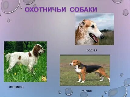 Презентация породы