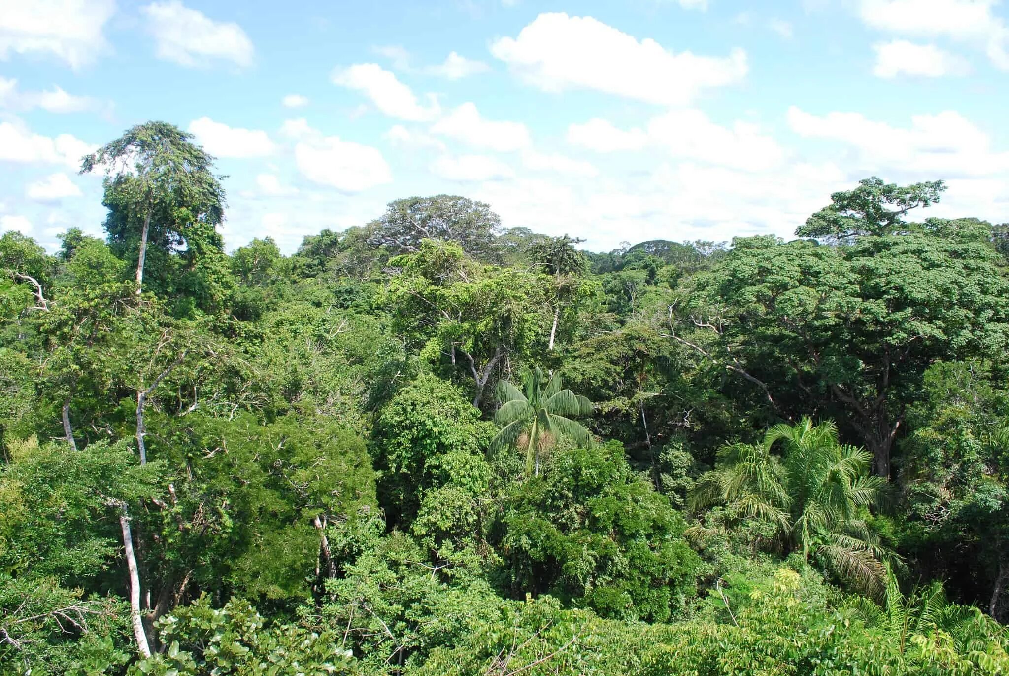 Amazon borneo congo. Тропики субтропики Южная Америка. Тропические леса Нигерии. Вечнозеленые тропические леса Конго.