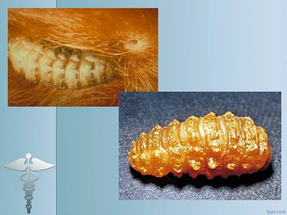 Профилактика инвазионных болезней крс. Цикл развития подкожного овода схема. Гиподерматоз крс симптомы. Гиподерматоз. Гиподерматоз.