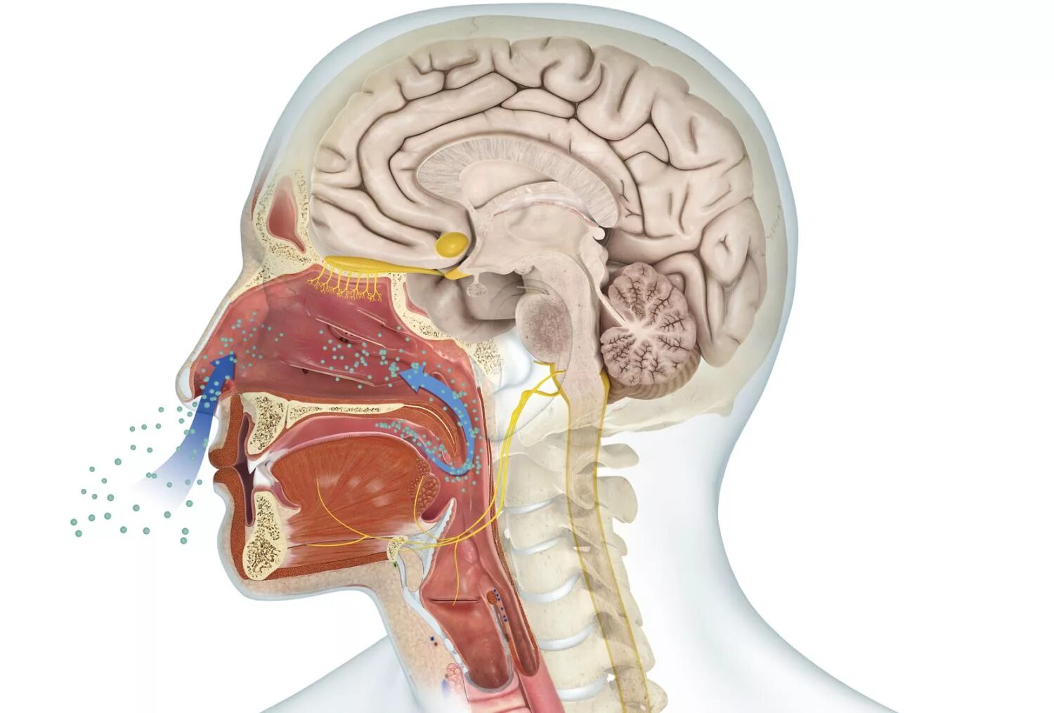 Brain sense. Обонятельная сенсорная система. Мозг и запахи. Система обоняния человека. Обоняние мозг.