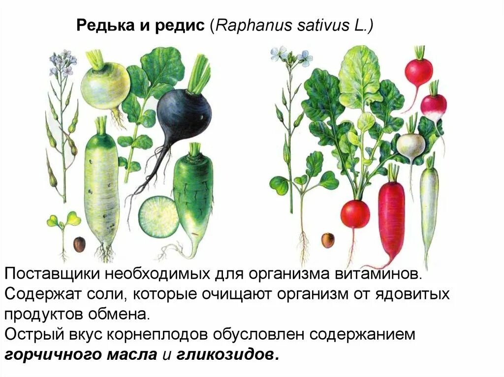 Редис сообщение. Редька описание. редис что содержит. редис описание растения. редька сообщение.