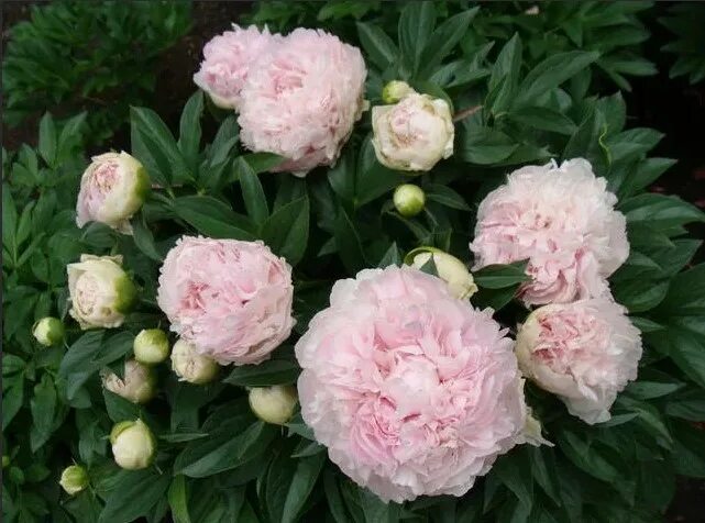 Пион "Дрезден Пинк" 'Dresden Pink' - купить саженцы в Минске и Беларуси Flowers,