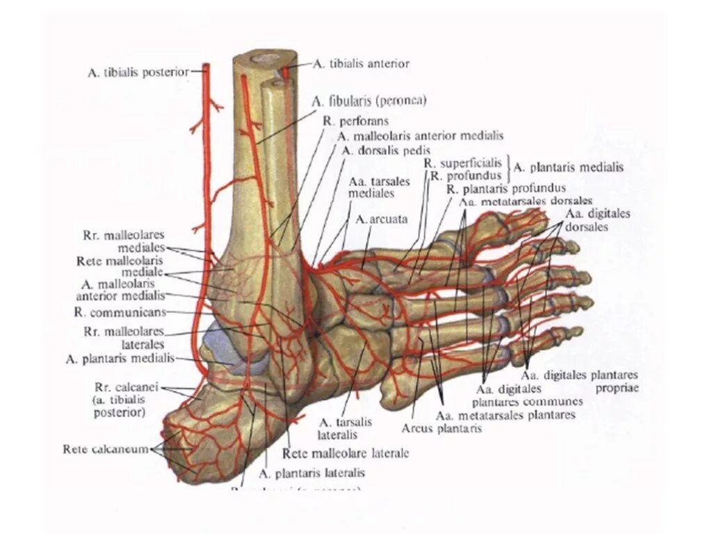 Сосуды голеностопного сустава анатомия. Иннервация голеностопного сустава анатомия. Строение голеностопа кости. Голеностопный сустав анатомия строение кости. Основные артерии стопы