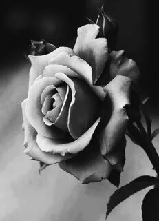 Открытки черно белых роз.