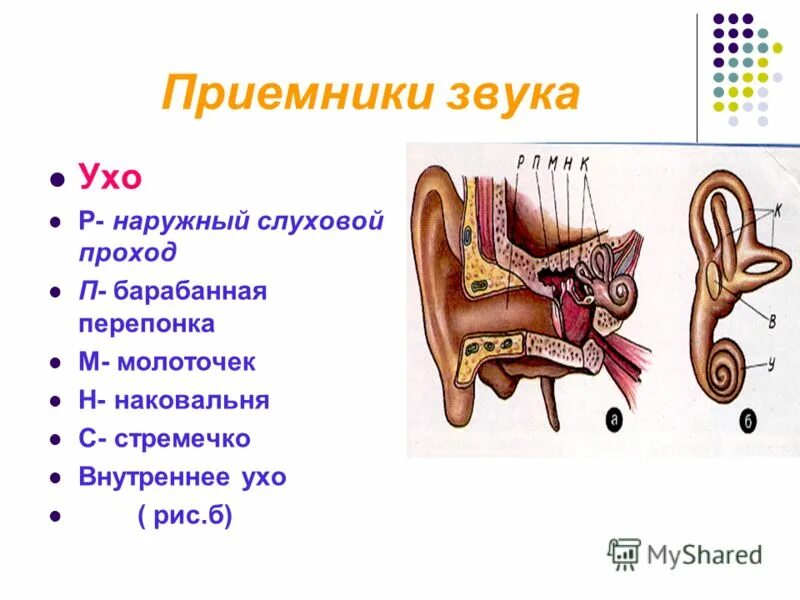 Приемники звука. Ухо звук. Схема устройства приемника звука человека ухо. Молоточек наковальня стремечко.