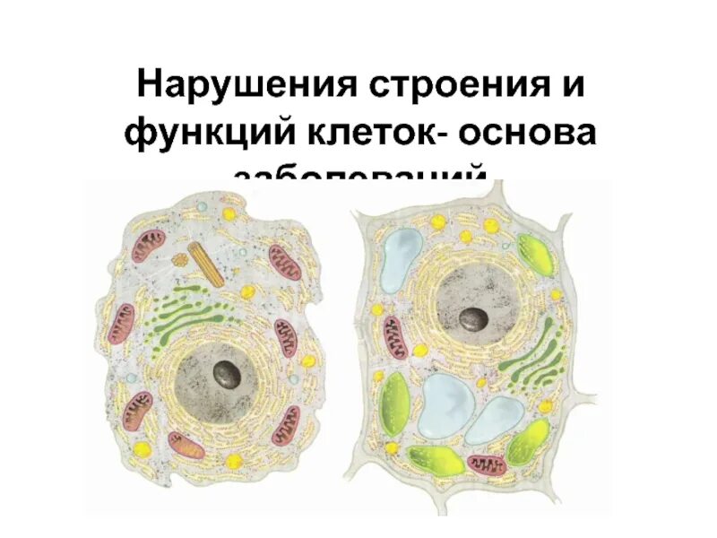 Нарушение строения и функций клеток. Нарушение строения и функций клеток основа заболеваний. нарушения в строении и функционировании клеток. функционирование клетки простейшего. нарушения строения и функций клеток основа заболеваний 9 класс кратко.