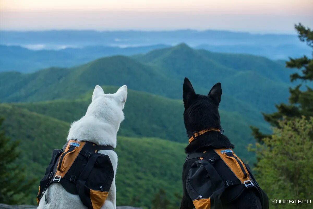 Животные в путешествии. Кот балу и пес генри путешественники. Собака путешественник. Путешествие с собакой. Собака путешественник.