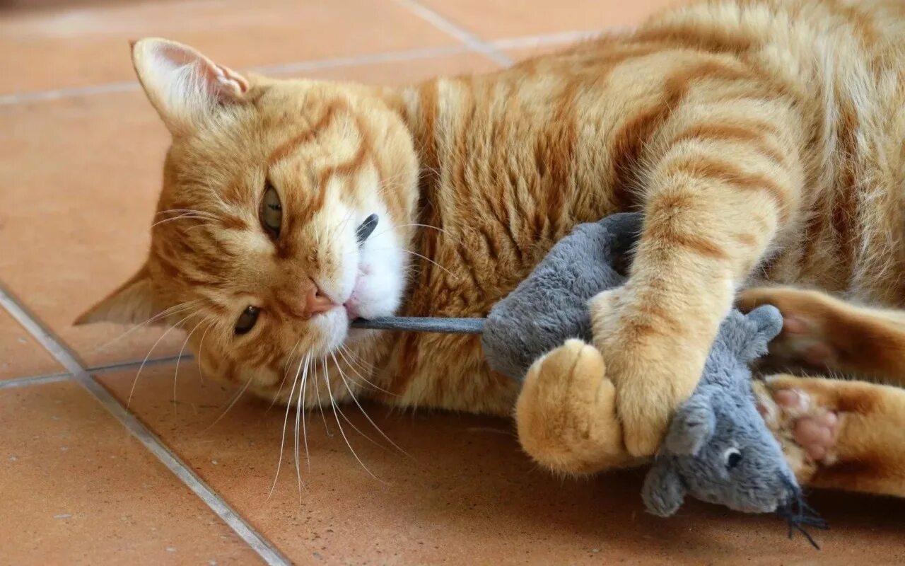 Очень смешной котенок. Прикольные кошки. смешной кот. приколы с котами. прикольные фото котов.