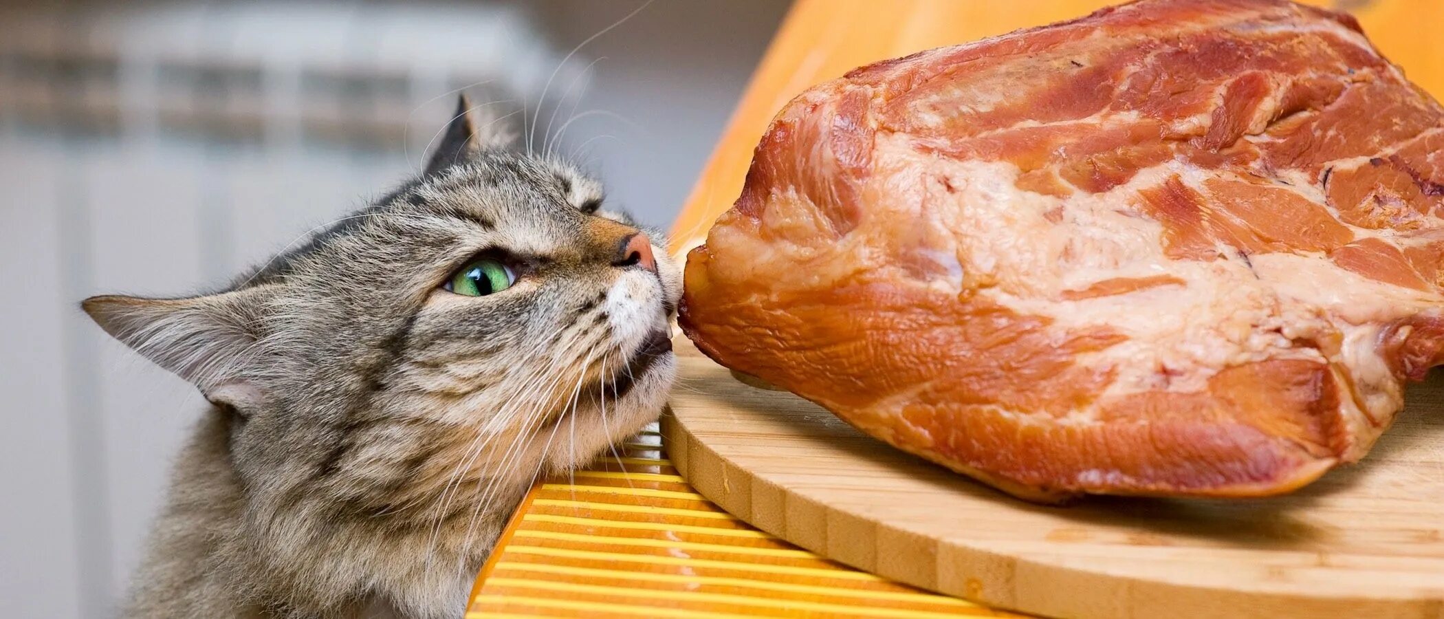 Можно котам давать сырое мясо