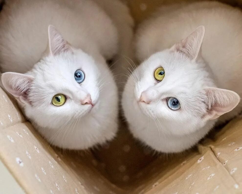 Twin cats. Петербургские кошки-близнецы абис и айрис. Кошки близнецы. Ирисс (iriss) и абисс (abyss). Као мани котята.