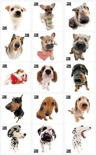 The dog collection
