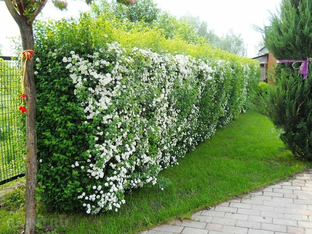 Какие кусты посадить вдоль забора