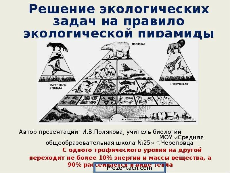 Решение экологических задач. Правило экологической пирамиды. Экологическая пирамида задания. Задачи по экологической пирамиде. Практическая решение экологических задач