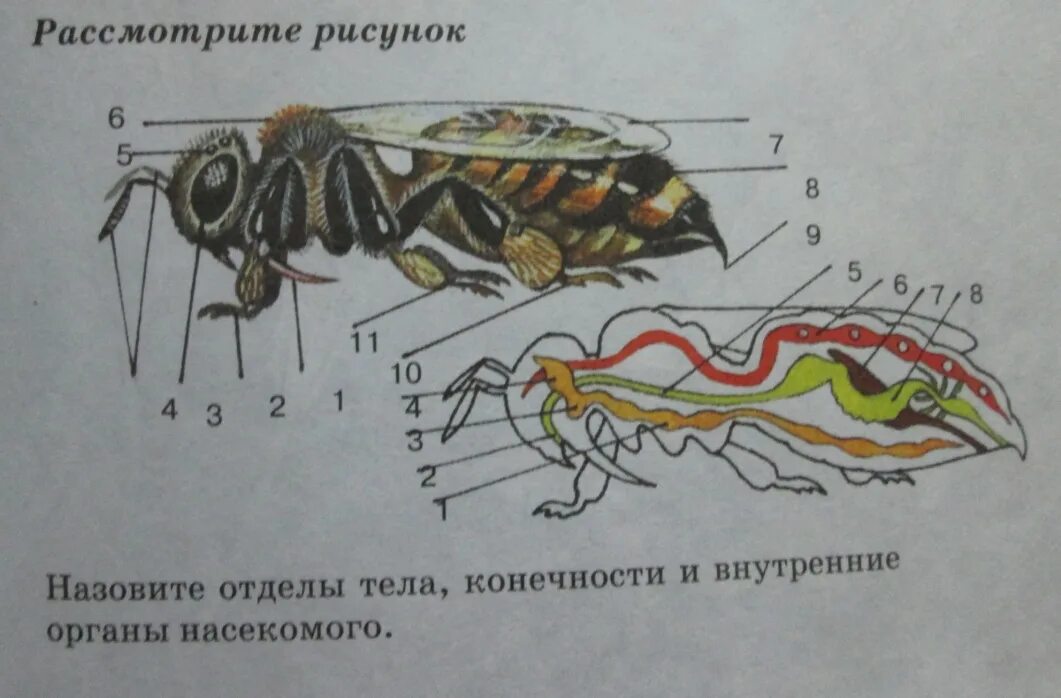 Биология тест класс насекомые. Строение членистоногих насекомых. внутреннее строение насекомых. внешнее строение насекомых. класс насекомые строение.