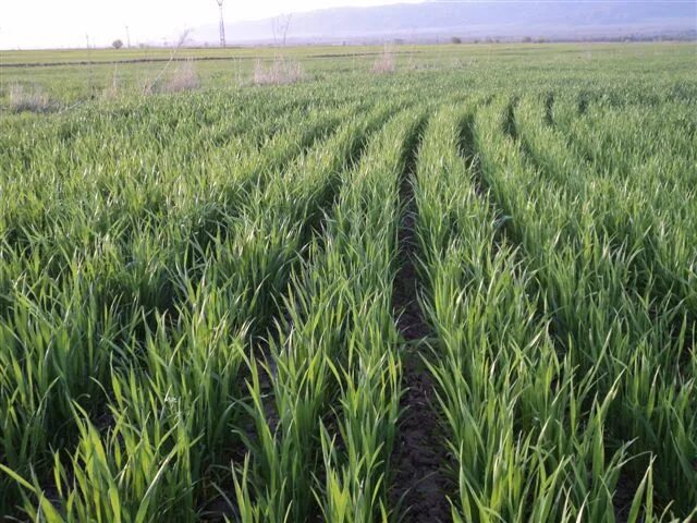 Сельского хозяйства кыргызской республики. Хозяйство киргизии. Земледелие киргизия. Сельское хозяйство киргизии. Баткен сельское хозяйство.