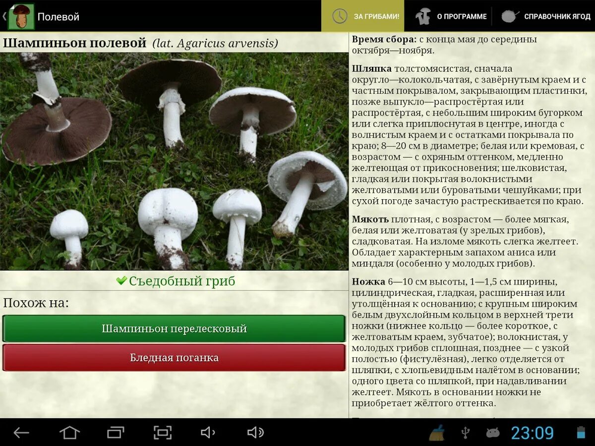 Приложение грибочки. Справочник грибника. запрещенные грибы. приложение про грибы.