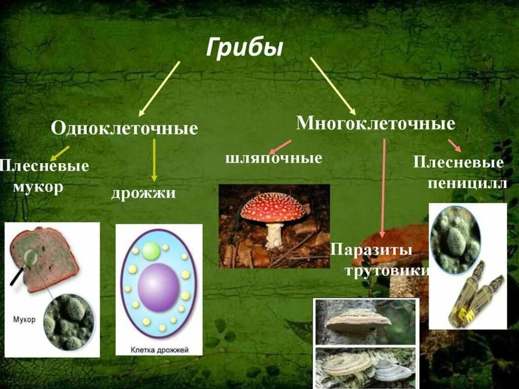 Одноклеточные и многоклеточные организмы царство