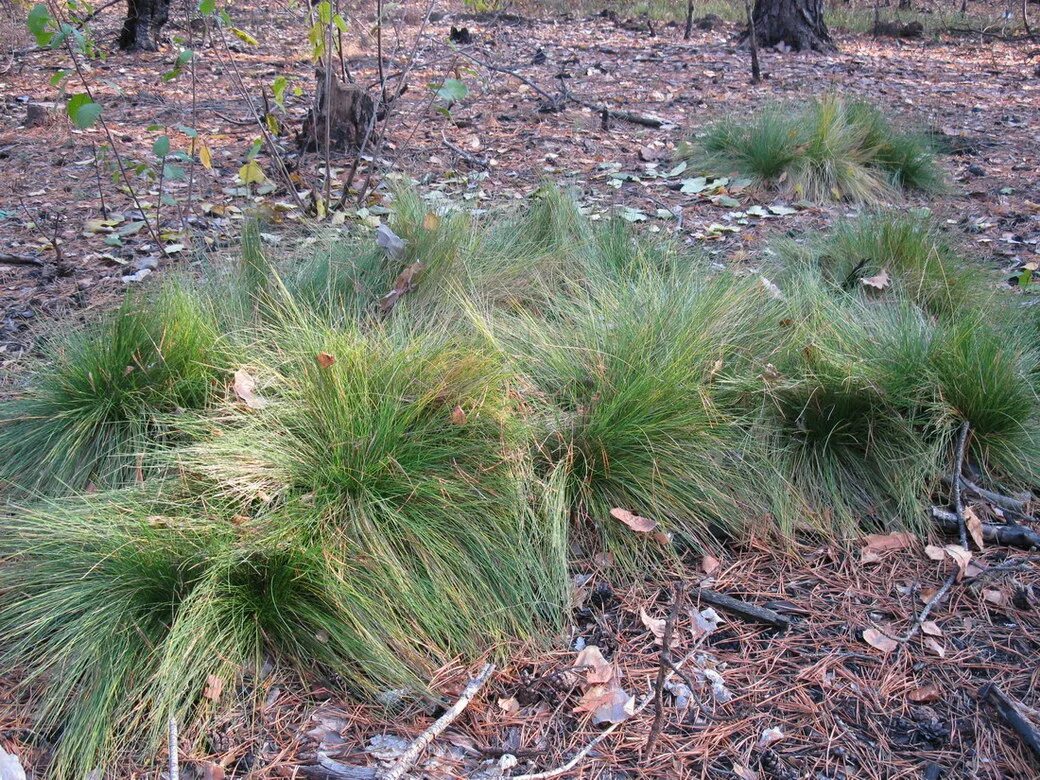 Трава Белоус. Белоус торчащий. Белоуса торчащего (Nardus stricta). Белоус сорняк.