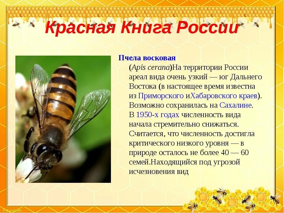 Пчелы приморского края. Пчела красная книга. пчелы занесенные в красную книгу россии. пчела описание. информация о пчелах.