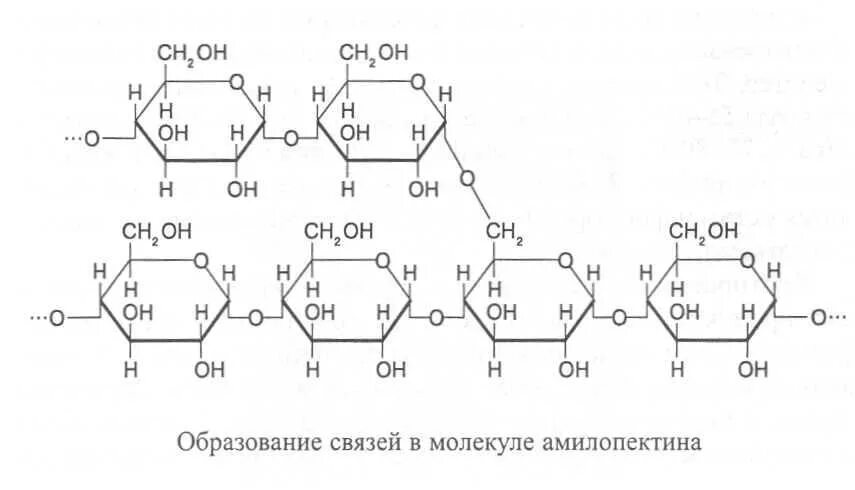Для изучения строения молекул полисахаридов. Разветвленная структура полисахаридов. амилопектин полисахарид. полисахариды строение молекул. полисахариды схема.
