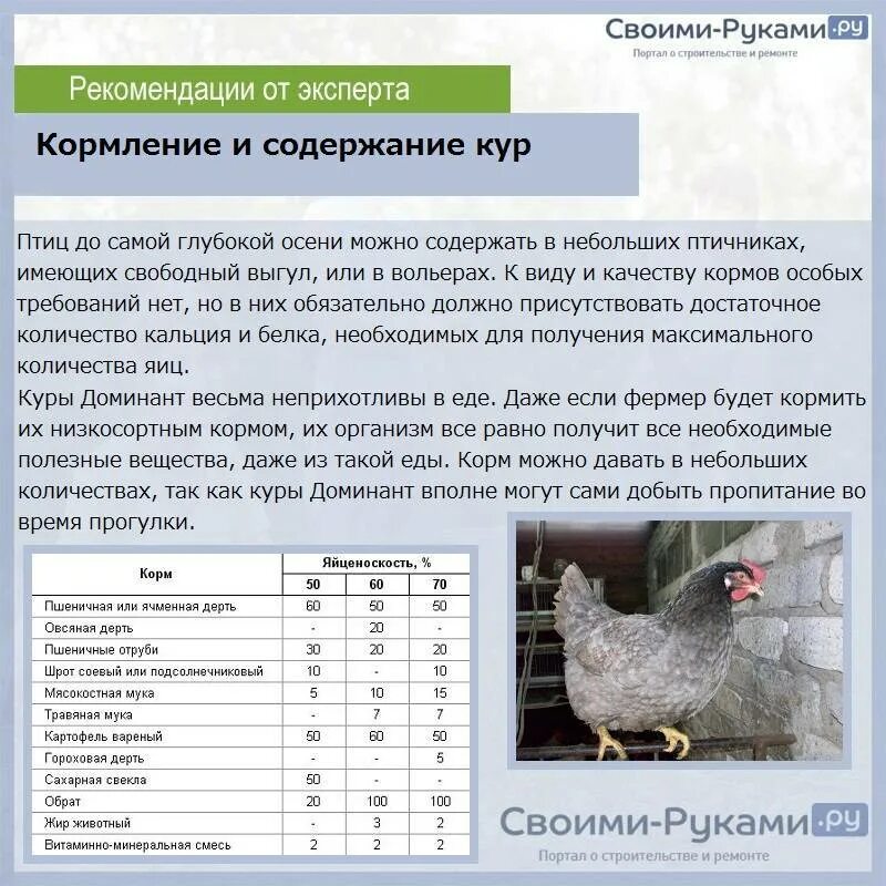 Куры содержание уход. Суточная норма корма для кур несушек доминант. чешский доминант куры яйценоскость. характеристики кур несушек доминант. рацион корма курей несушек.
