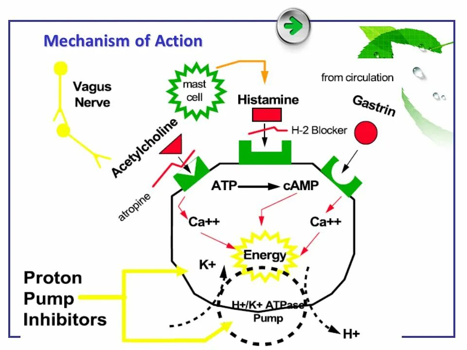 Mechanism of action. Фaminoglicosides mechanism of Action. Proton Pump inhibitors mechanism. Cordiamine mechanism of Action.