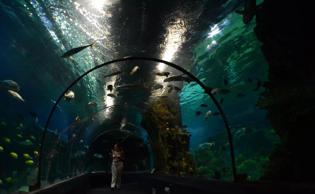 Океанариум discovery world. Океанариум Дискавери Сочи. Океанариум Сочи Адлер. Сочинский океанариум Sochi Discovery. Сочинский океанариум достопримечательности Сочи.