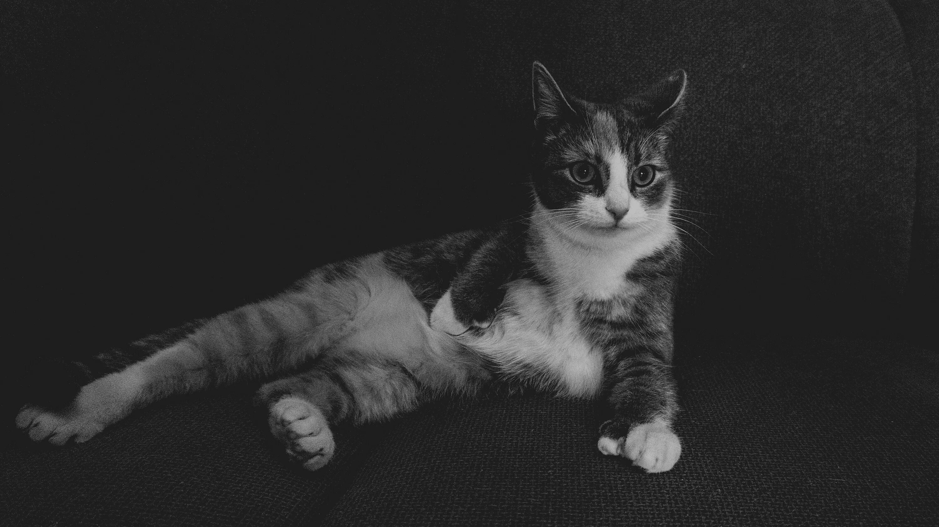 Lay the cat