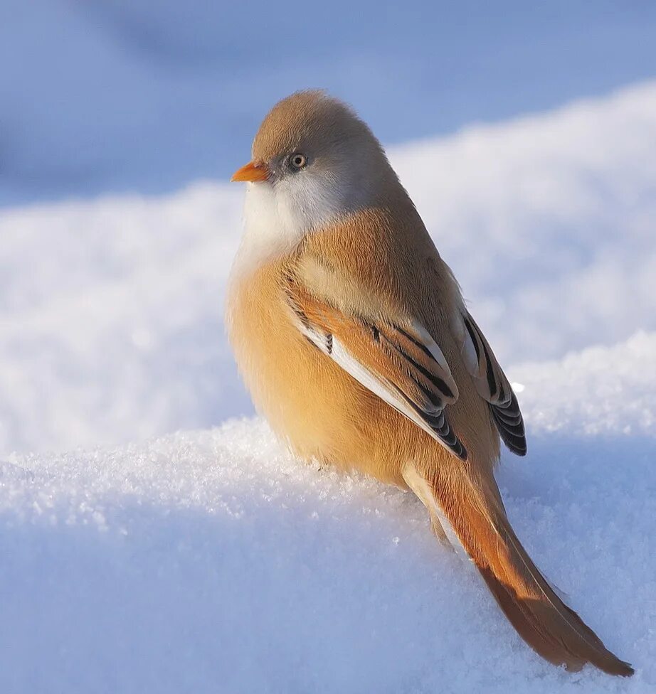 Птицы которые живут зимой. Зимние птицы. птицы картинки. северные птицы.