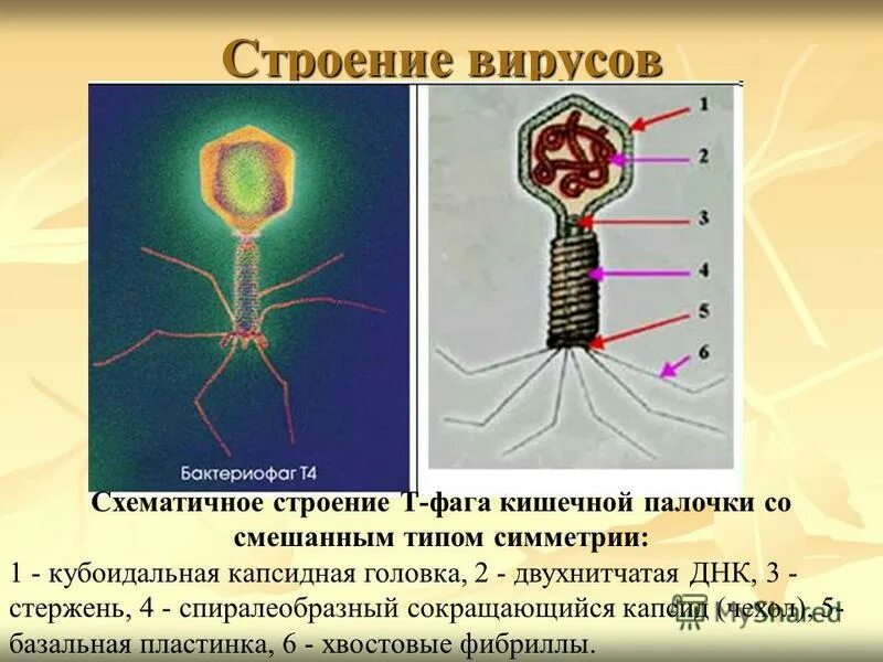 Какое строение имеет вирус бактериофаг. Тип строения клетки бактериофаги. бактериофаг т4 размножение. бактериофаг кигечной палочкистроение. бактериофаг строение капсид.