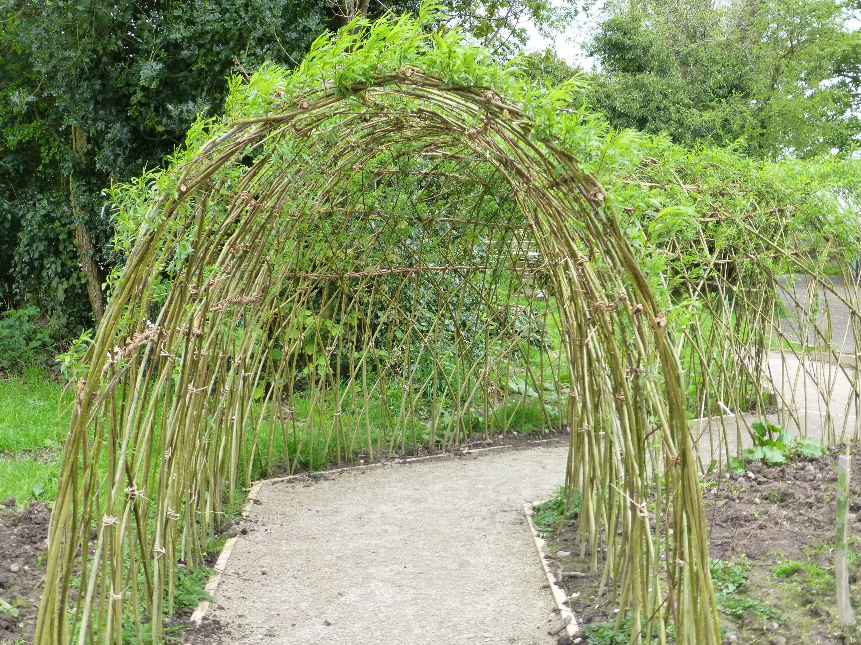Живая беседка из ивы русская ива. Плетеная ива живая изгородь беседка. Плетеная беседка. Ива беседка из ивы. Беседка из ивы.