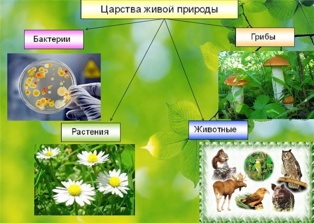 3 класс окружающий разнообразие животных урок. Животные 3 класс окружающий мир. Группа животных окружающий мир 3 класс презентация. Мир животных окружающий мир 3 класс. Группы живой природы.