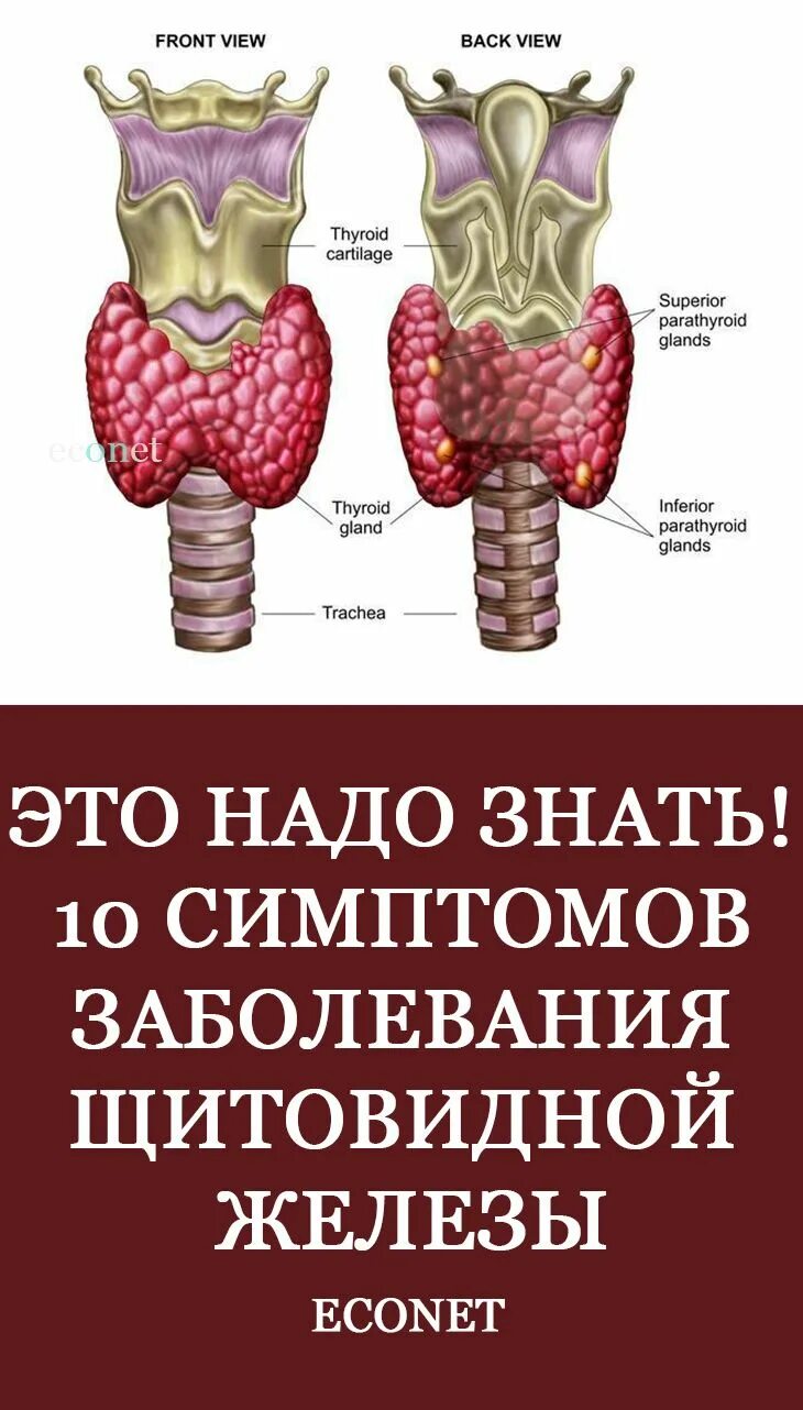 Проблемы с щитовидной симптомы у мужчин. Заболевание щетовиднойжелезы. Заболевания щитовидной железы. Патология щитовидной железы.