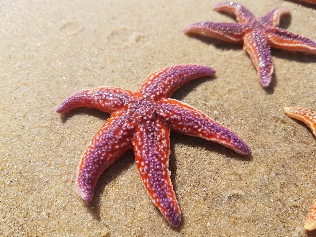 Фиолетовая морская звезда. Иглокожие морские звезды. морская звезда - starfish. солястер морская звезда.