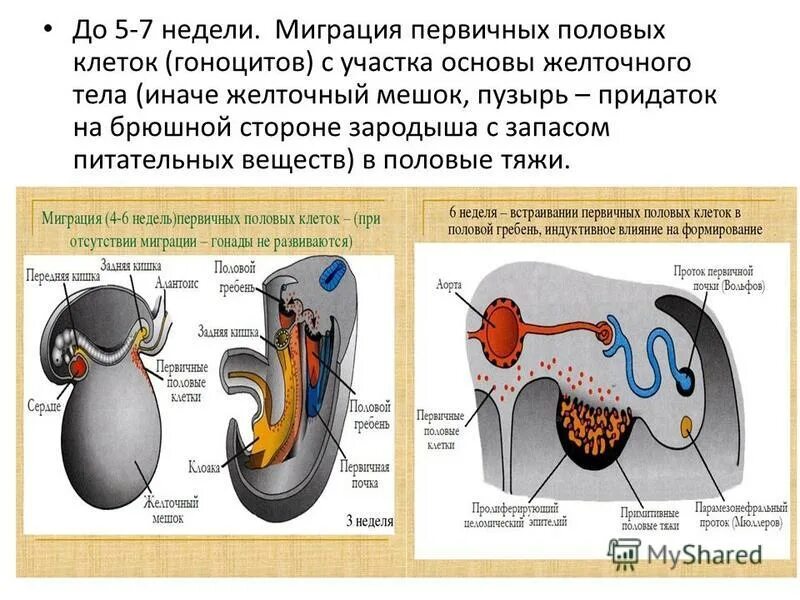 Нарушение половых желез