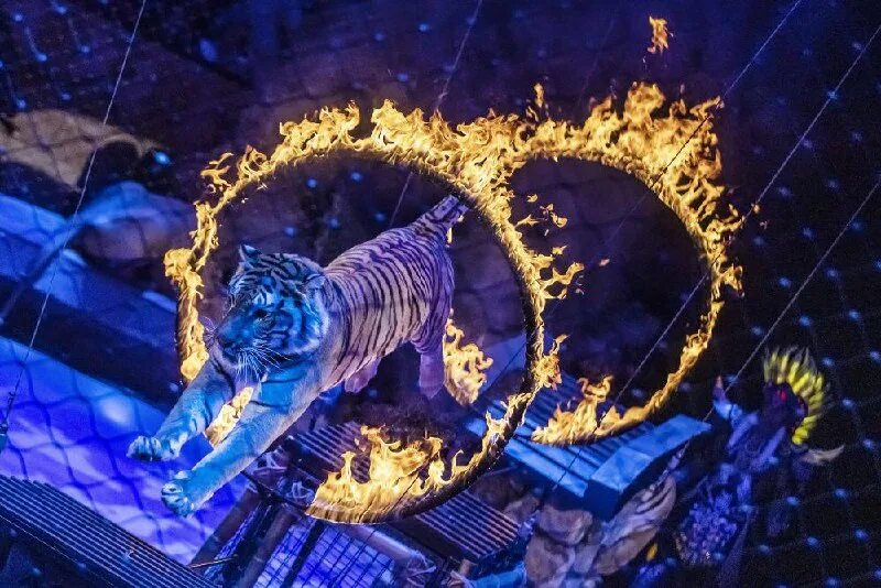 королевский цирк гии эрадзе.