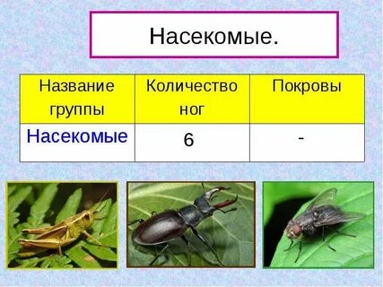 Чем отличаются насекомые