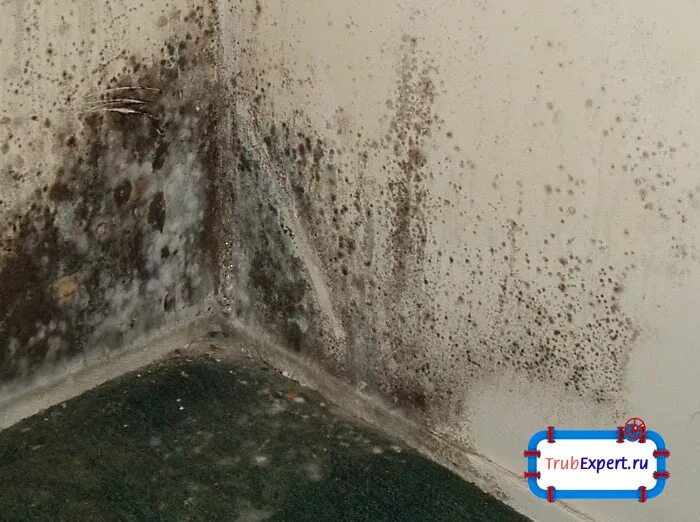 Грибок от сырости на стенах. Черный грибок на стенах. Старый потолок. Плесень черная подпол. Черная плесень на здании.