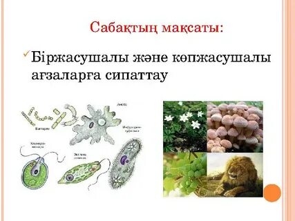 Секс туралы орыс мультфильмі